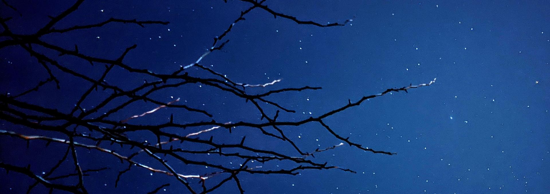 Espinas y estrellas. Crédito: Miguel López Pulido