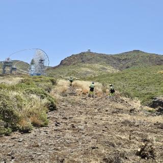 Técnicos de EIRIF cortan matorral para crear área cortafuego en las inmediaciones del Observatorio del Roque de los Muchachos en La Palma